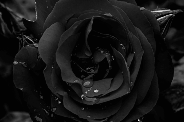 Wallpaper:1howhptk65i= Black Rose